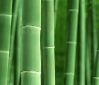 Bamboo